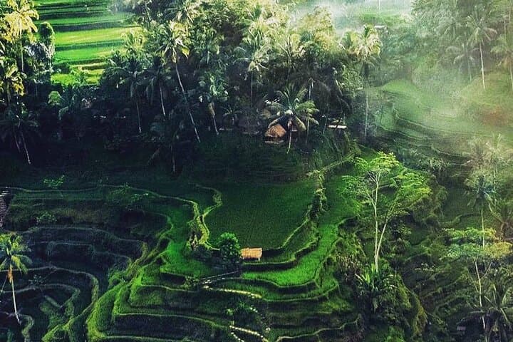 Full-Day Ubud Sightseeing: Monkey Forest, Tirta Empul & Tegalalang Rice Terraces photo 4