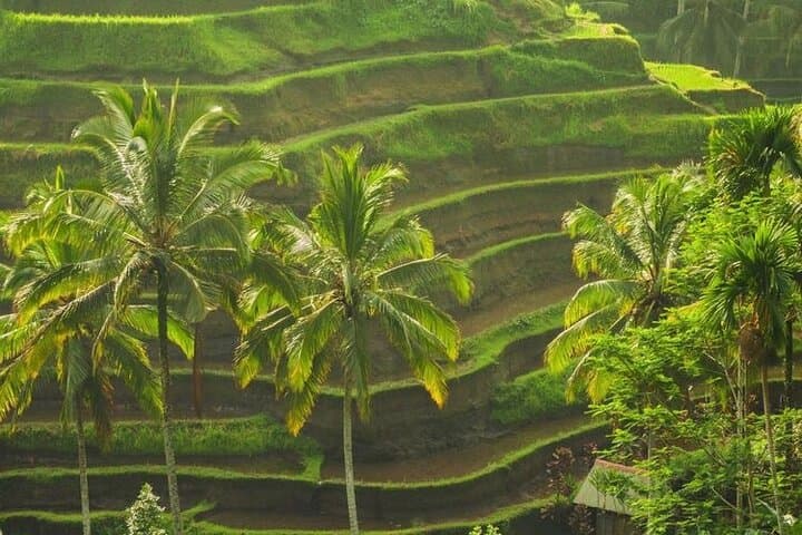 Full-Day Ubud Sightseeing: Monkey Forest, Tirta Empul & Tegalalang Rice Terraces photo 5