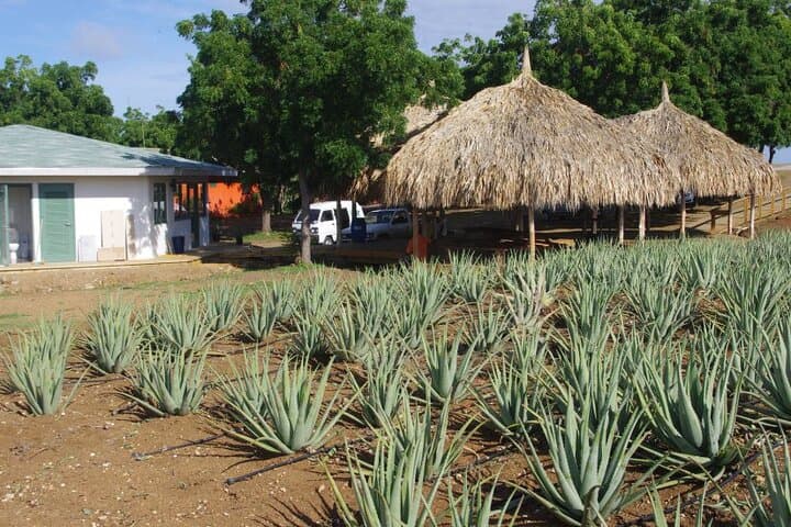 Eastern Treasures of Curaçao: Ostrich Farm, Aloe Fields & Beekenburg Fort Tour photo 6