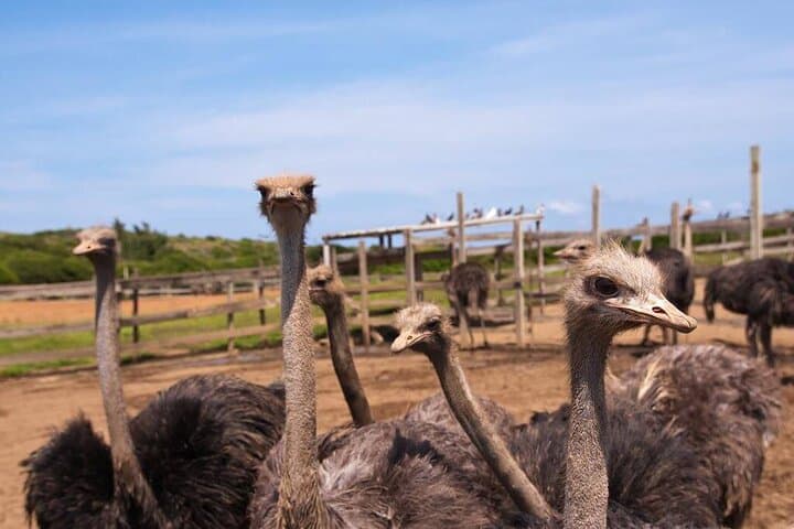 Eastern Treasures of Curaçao: Ostrich Farm, Aloe Fields & Beekenburg Fort Tour photo 2