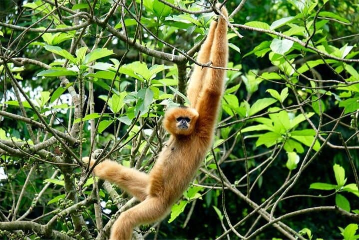 Cuc Phuong National Park Day Trek: Primates, Ancient Trees & Prehistoric Cave photo 3