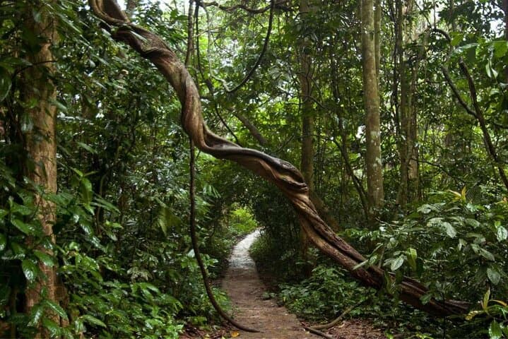 Cuc Phuong National Park Day Trek: Primates, Ancient Trees & Prehistoric Cave photo 6
