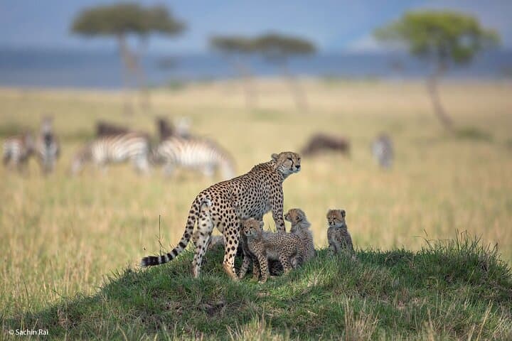 3-Day Masai Mara Group Safari — Big Five Game Drives, Rift Valley Pass & Maasai Village photo 3
