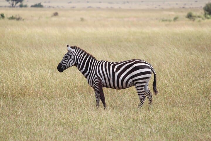 6-Day Majestic Tanzania Safari — Tarangire, Ngorongoro & Serengeti (All-Inclusive) photo 4