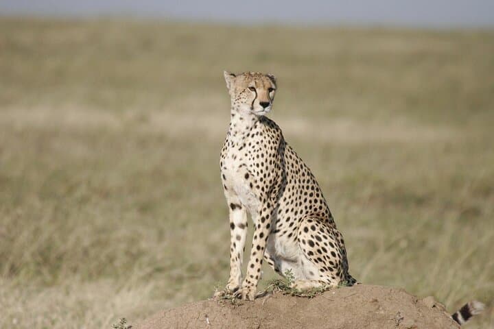 6-Day Majestic Tanzania Safari — Tarangire, Ngorongoro & Serengeti (All-Inclusive) photo 6