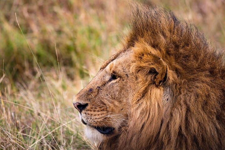 4-Day Pristine Tanzania Safari: Serengeti, Ngorongoro & Lake Manyara photo 4