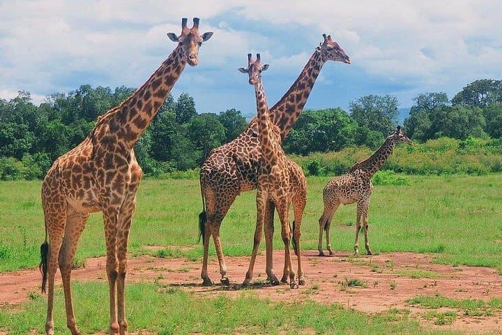 3-Day Twin Parks Safari: Private Tsavo East & West Wildlife Adventure