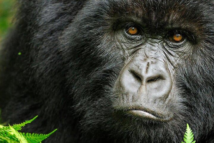 8-Day Murchison Falls, Chimp & Gorilla Trekking Safari in Uganda
