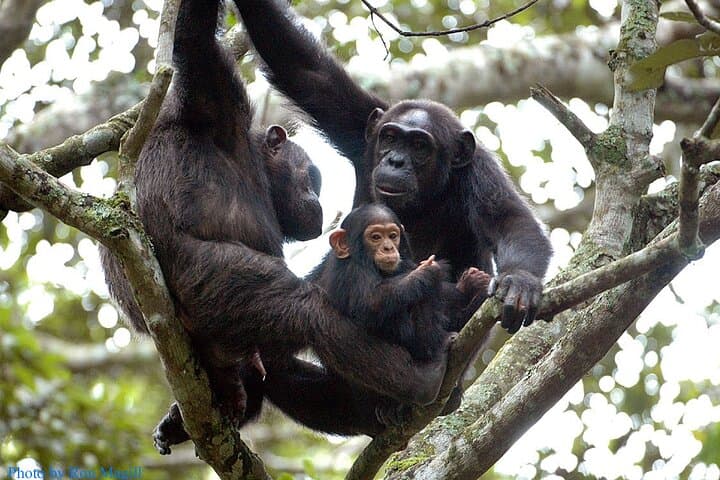 8-Day Murchison Falls, Chimp & Gorilla Trekking Safari in Uganda photo 2
