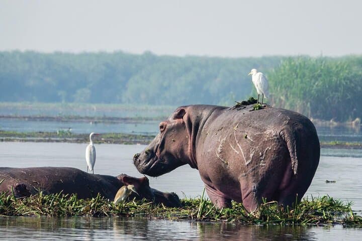 8-Day Murchison Falls, Chimp & Gorilla Trekking Safari in Uganda photo 4