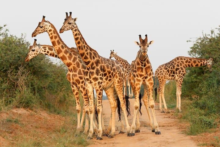 8-Day Murchison Falls, Chimp & Gorilla Trekking Safari in Uganda photo 5