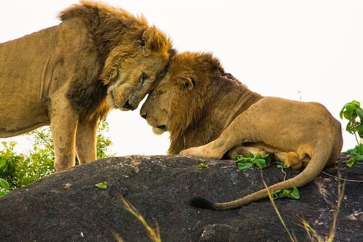 8-Day Murchison Falls, Chimp & Gorilla Trekking Safari in Uganda photo 6