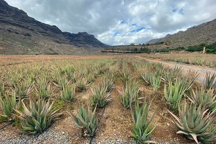 Full-Day Gran Canaria Tour: Teror, Tejeda & Fataga Mountain Drive with Local Lunch photo 3