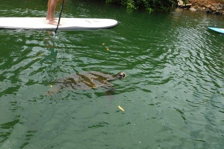 Stand-Up Paddle the Anahulu: Guided Turtle Tour on Oahu’s North Shore photo 4