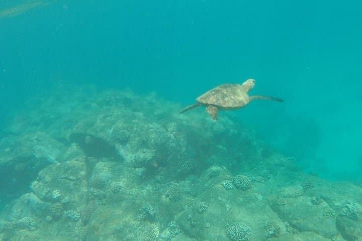 Stand-Up Paddle the Anahulu: Guided Turtle Tour on Oahu’s North Shore photo 3