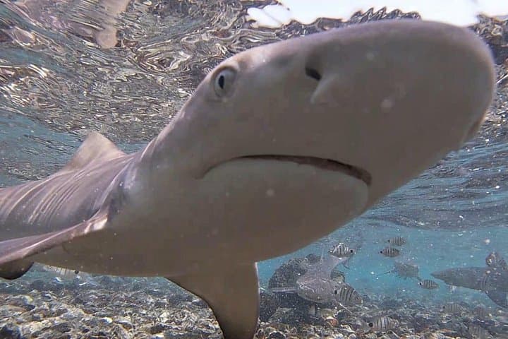 Shark Bay Lemon Shark Encounter — Private Tour from Santa Maria, Sal Island photo 4