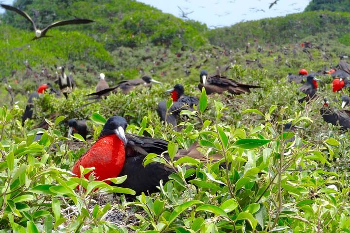 Full-Day Mangrove, Dolphin & Bird Watching Tour from Guayaquil photo 4