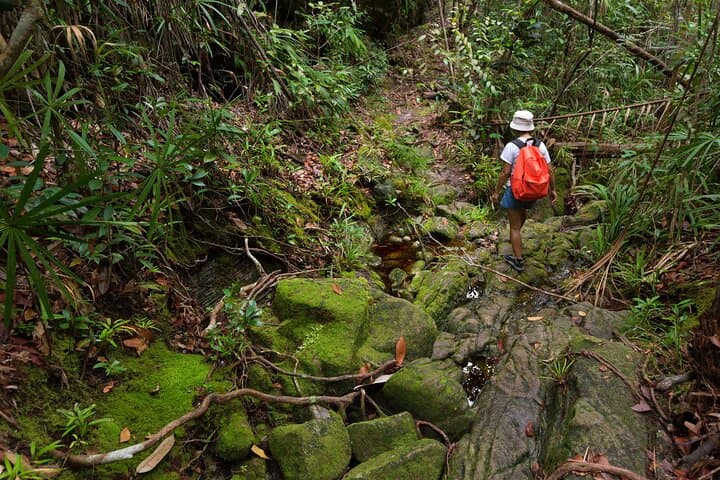 Khao Sok Rainforest Day Trip: Jungle Trek, Bamboo Rafting & River Swim