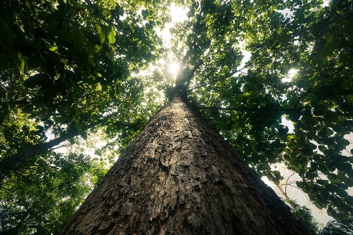Khao Sok Rainforest Day Trip: Jungle Trek, Bamboo Rafting & River Swim photo 4