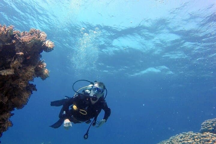 Aqaba Private Scuba Diving — Cedar Pride Wreck & Red Sea Coral Gardens photo 5