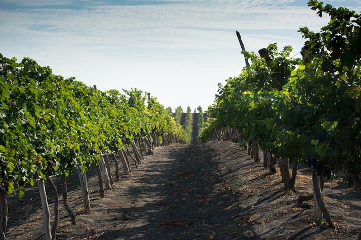 Dos Hemisferios Vineyard Tour: 3-Hour Wine Tasting Near Quito photo 5