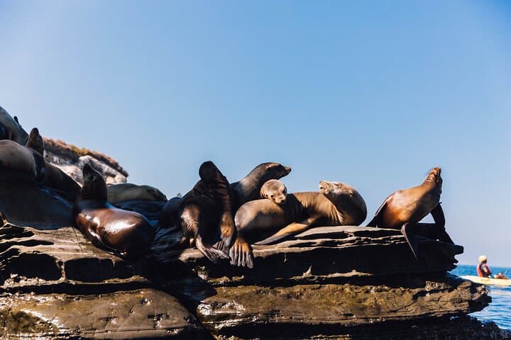 La Jolla 90-Minute Double Kayak Rental — Paddle the Ecological Reserve photo 3