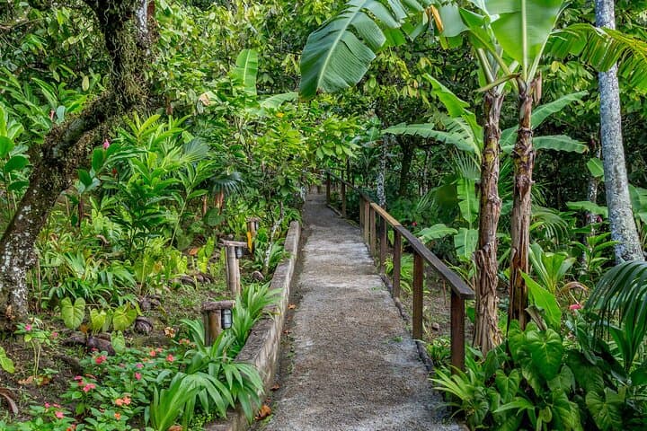 Fond Doux Private Walking Tour: Taste Tropical Fruits & Birdsong in Soufrière photo 2