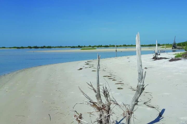 Exploring Florida’s Gulf Coast Eco Tour: Beaches, Wildlife & Island Trails photo 2