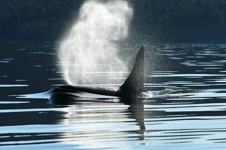 Seattle Whale Watching from Pier 69 — Salish Sea Wildlife Cruise (3–5 hrs) photo 5