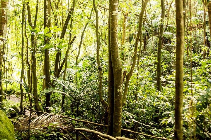 Private Petit Piton View Trail at Fond Doux — Short Hike to the Iconic Petit Piton photo 5