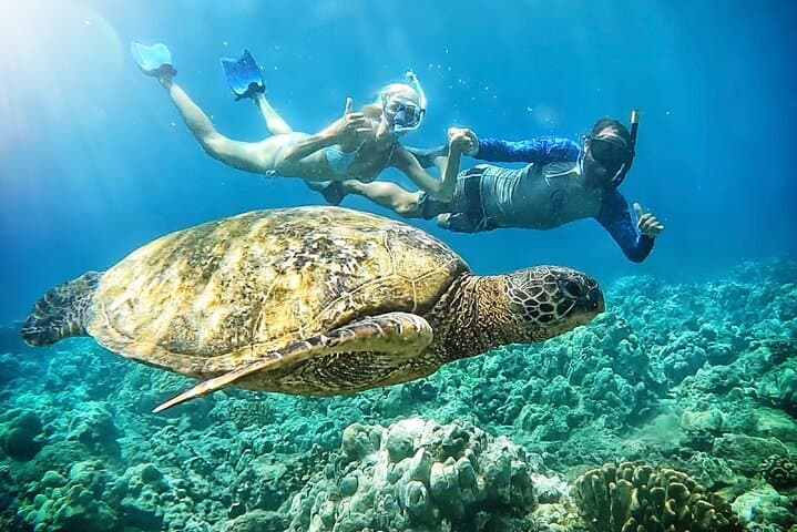 Shore Snorkel with a Marine Biologist at Turtle Town, Olowalu — Maui Guided Tour