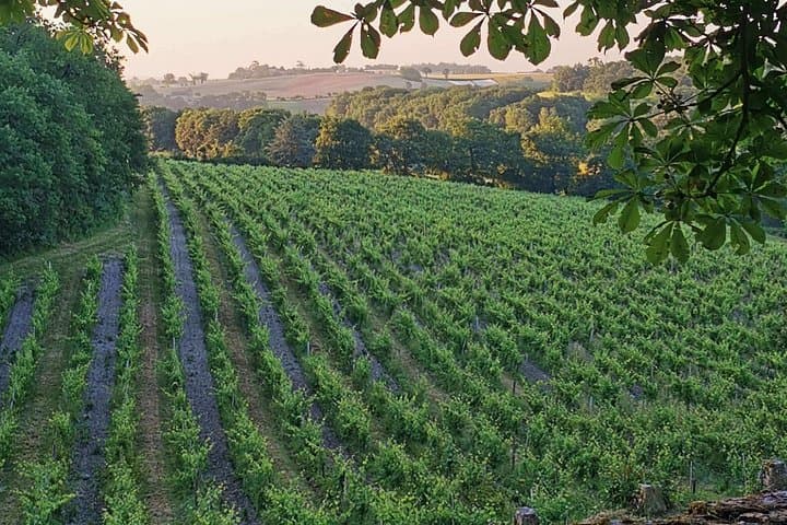 Discover Domaine d'Arton: Armagnac Estate Tour in Haut-Armagnac photo 3