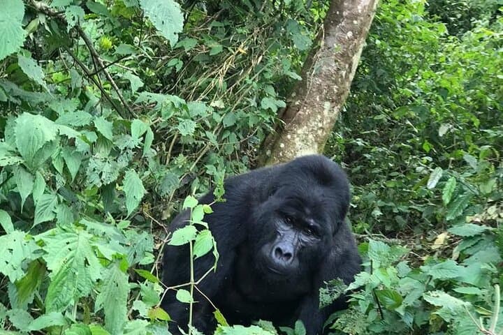 3-Day Bwindi Gorilla Trekking Safari — Bwindi Impenetrable Gorilla Experience