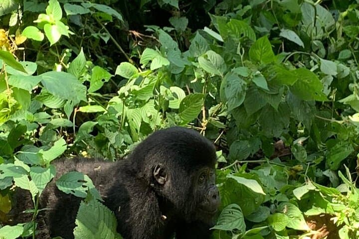 3-Day Bwindi Gorilla Trekking Safari — Bwindi Impenetrable Gorilla Experience photo 2
