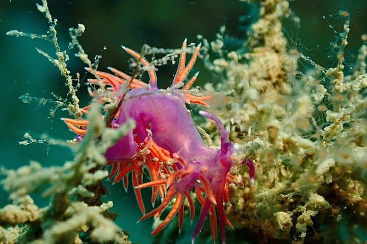 Pula Scuba Diving for Kids — Shallow House Reef Intro (Ages 8–10) photo 5