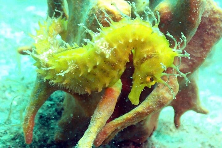 Pula Scuba Diving for Kids — Shallow House Reef Intro (Ages 8–10) photo 4