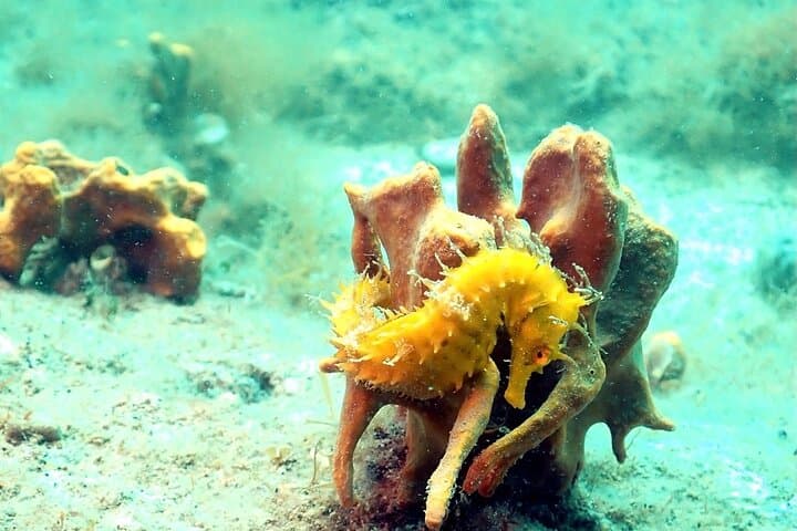 Introductory Scuba Diving in Pula — Try Scuba at Verudela Beach photo 4