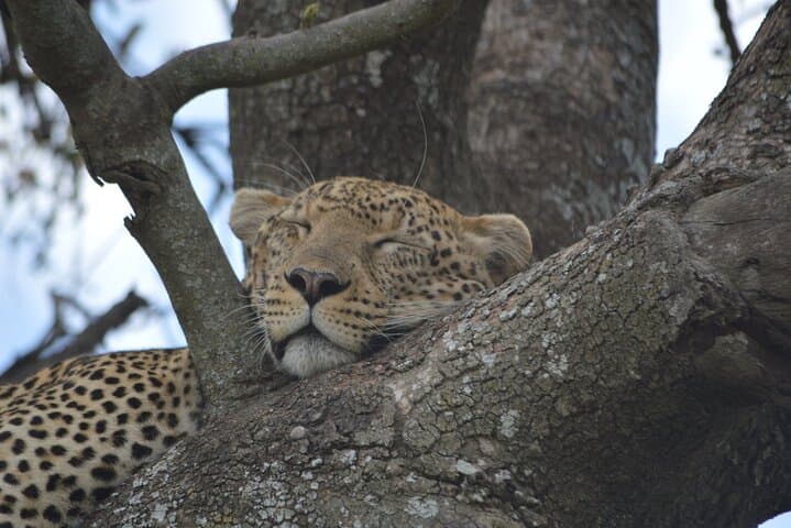 7-Day North Tanzania Classic Safari — Serengeti, Ngorongoro & Tarangire in One Week photo 2