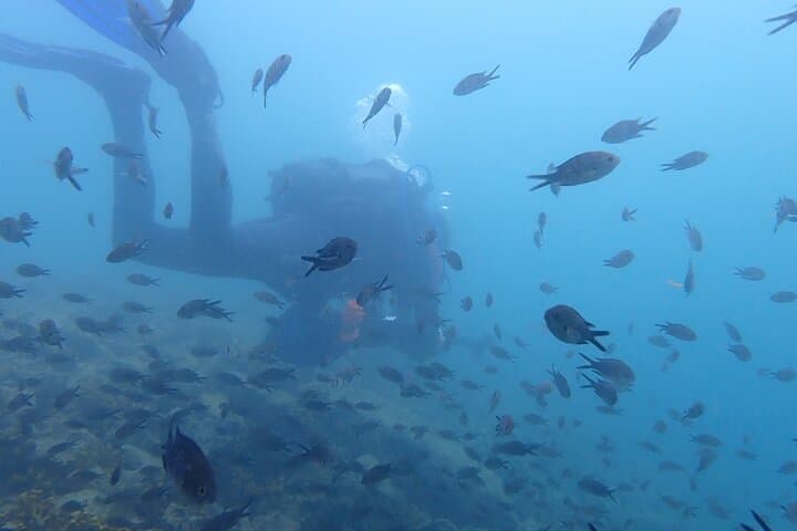 Pula Discover Scuba Diving Package — Intro Scuba Dives on Istria's House Reef photo 4