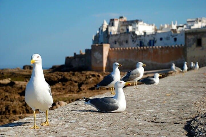 Essaouira Day Trip from Marrakech: Atlantic Ramparts, Argan Co-ops & Medinas photo 4