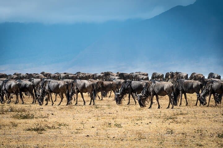 Epic Tanzania Migration Safari: 10-Day River Crossing Itinerary photo 3