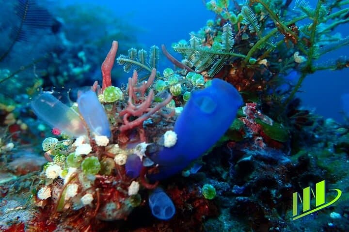 Tulamben Shipwreck & Coral Garden: Private Fun Dives on the USAT Liberty photo 4