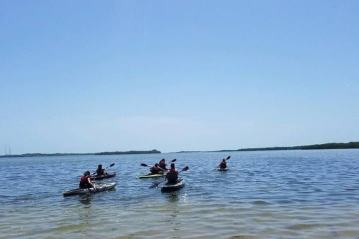 Shell Key Preserve Guided Kayak EcoTour — St. Petersburg Mangroves & Wildlife photo 3
