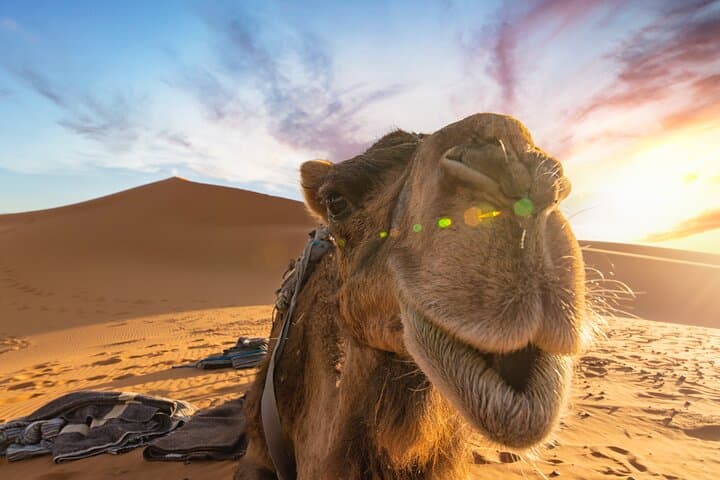 Merzouga Desert: 3-Day Camel Trek, Erg Chebbi Camps & Aït Benhaddou from Marrakech photo 2