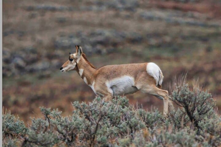 Northern Yellowstone Safari from Cody — Lamar Valley Wildlife & Upper Loop Day Tour photo 4