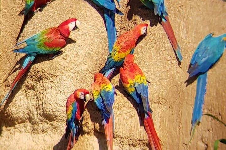 5-Day Tambopata National Reserve Jungle Expedition: Macaws, Canopy Tower & Sandoval Lake