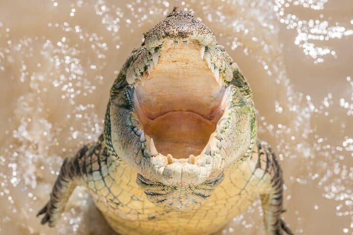 Adelaide River Jumping Crocodile Cruise — 1-Hour Indigenous-Led Wildlife Encounter photo 6