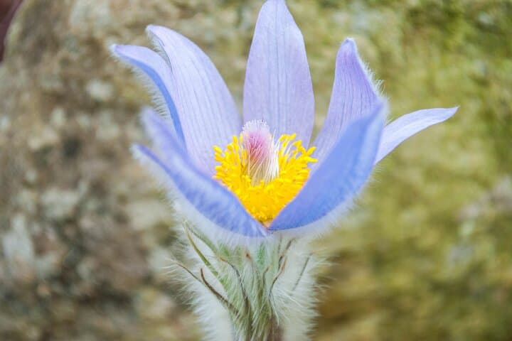 Private Wildlife Biologist Tour of the Black Hills: Wind Cave, Custer State Park & Needles Highway photo 3