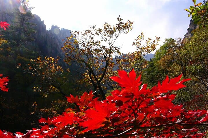 2-Day Mt. Seorak Private Tour from Seoul: Naksansa, Nami Island & Ulsanbawi Hiking