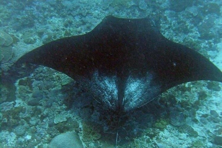 Nusa Penida Complete Tour: Snorkel Manta Bay & Kelingking Beach Day Trip photo 1
